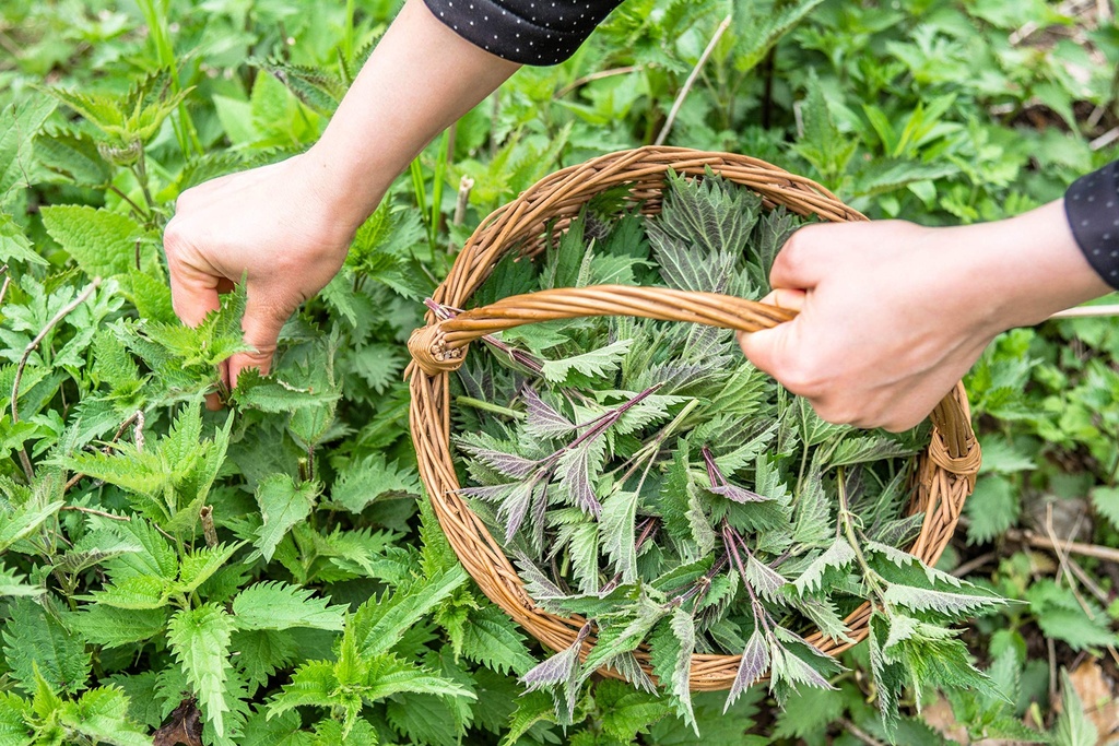 nettle-tea-8oz-real-wild-harvest-100-usd-5.jpg