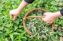 nettle-tea-8oz-real-wild-harvest-100-usd-5.jpg
