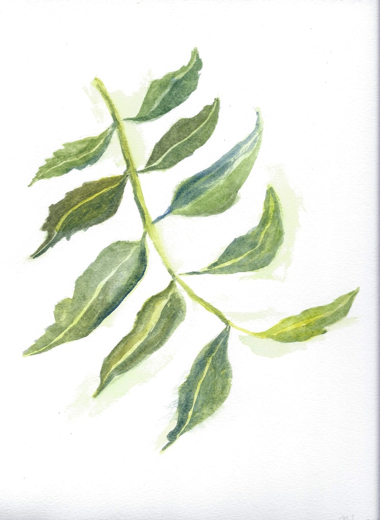 neem-leaf-90-veggie-capsules-450mg-per-c-5.jpg