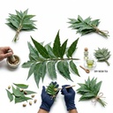 premium-dried-neem-leaves-100-natural-ha-3.jpg