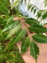 fresh-neem-azadirachta-indica-leaves-pre-3.jpg
