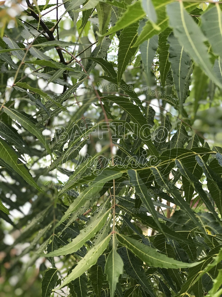 fresh-neem-azadirachta-indica-leaves-pre-4.jpg