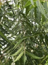 fresh-neem-azadirachta-indica-leaves-pre-4.jpg