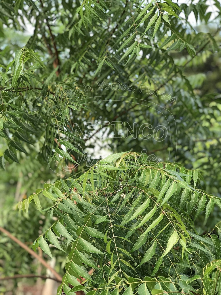 fresh-neem-azadirachta-indica-leaves-pre-2.jpg