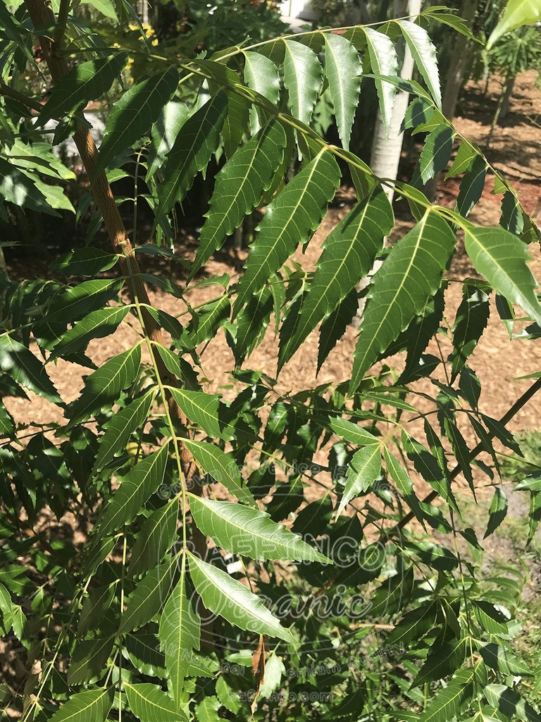 fresh-neem-azadirachta-indica-leaves-pre-6.jpg