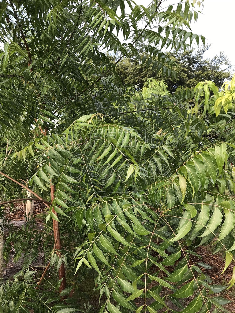fresh-neem-azadirachta-indica-leaves-pre-5.jpg