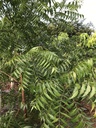 fresh-neem-azadirachta-indica-leaves-pre-5.jpg