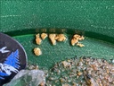 klesh-gold-beginner-paydirt-2.jpg