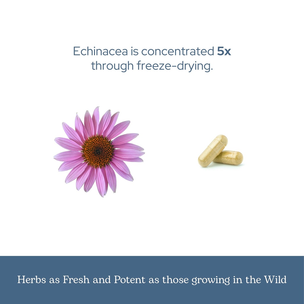 eclectic-herb-organic-echinacea-angustif-6.jpg