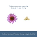 eclectic-herb-organic-echinacea-angustif-6.jpg