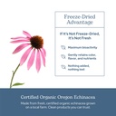 eclectic-herb-organic-echinacea-angustif-4.jpg