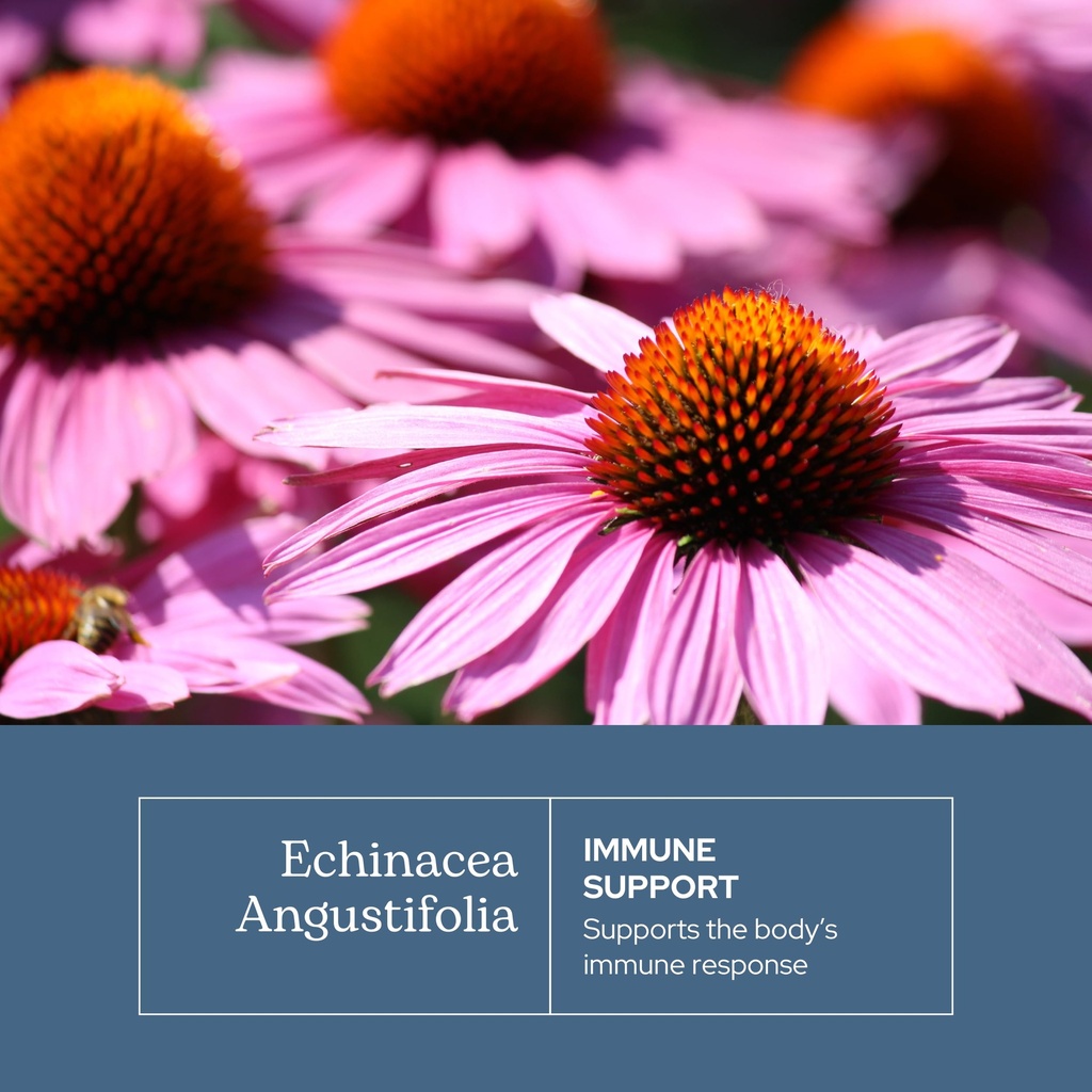 eclectic-herb-organic-echinacea-angustif-3.jpg