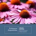 eclectic-herb-organic-echinacea-angustif-3.jpg