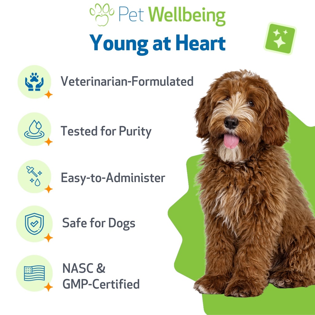 pet-wellbeing-young-at-heart-for-dogs-se-5.jpg
