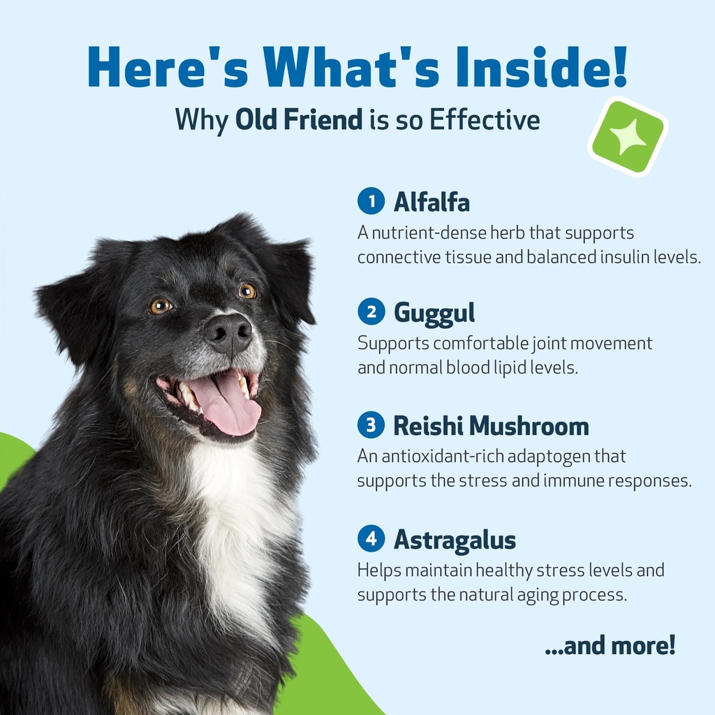 pet-wellbeing-old-friend-for-senior-dogs-3.jpg