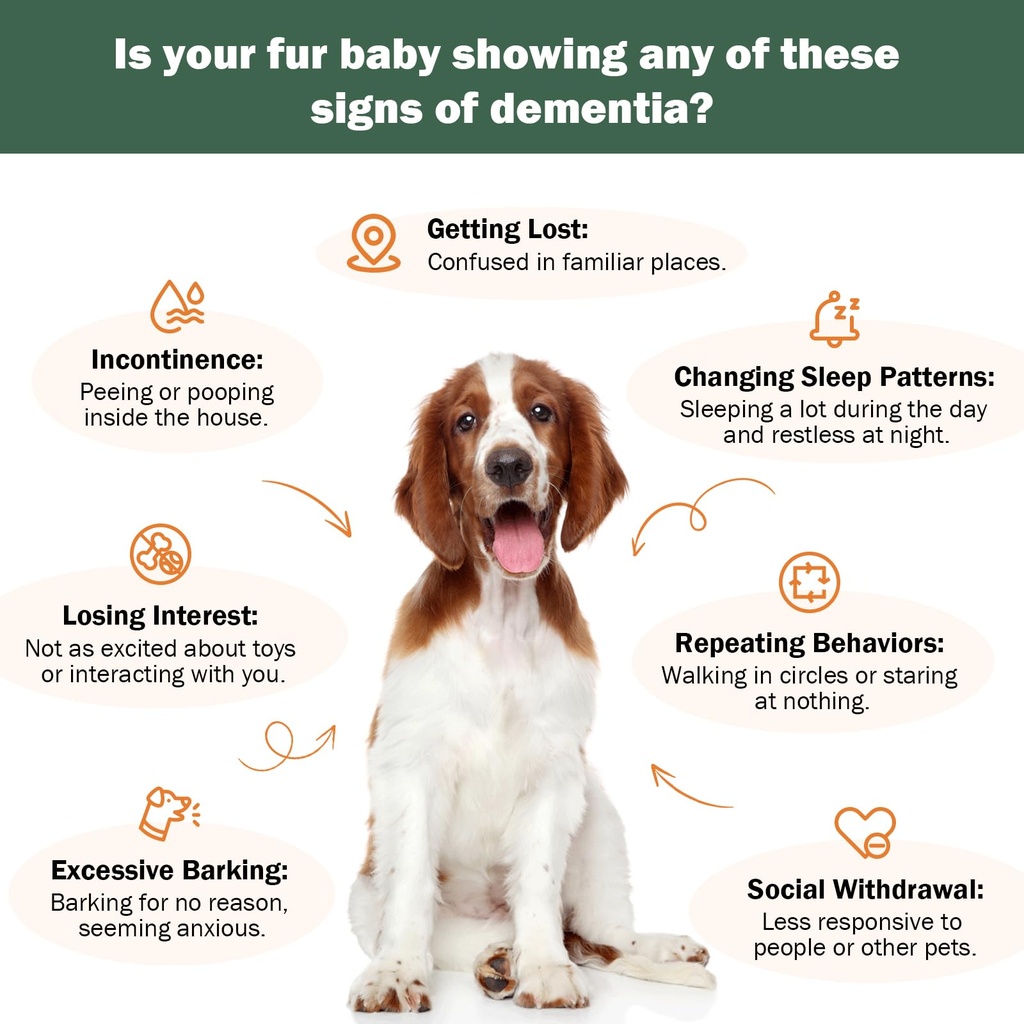 senior-dog-supplements-for-brain-health--3.jpg