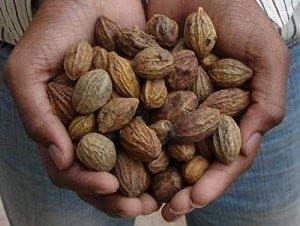 rj-badi-harad-whole-aralu-inknut-haritak-3.jpg