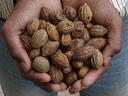 rj-badi-harad-whole-aralu-inknut-haritak-3.jpg