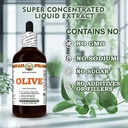 olive-olea-europaea-dry-leaf-glycerite-a-6.jpg