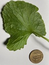 gotu-kola-90-veggie-capsules-375mg-per-c-6.jpg