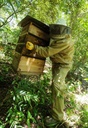 uniflora-brazilian-green-bee-propolis-60-4.jpg