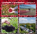 urinary-health-cranberry-elderberry-conc-3.jpg