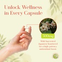 japanese-knotweed-capsules-500-mg-100-ca-3.jpg