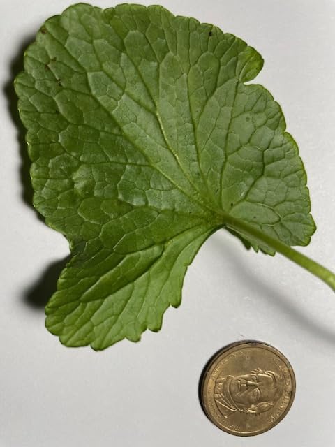 ginkgo-gotu-kola-brahmi-90-vcaps-375-mg--4.jpg
