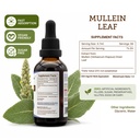secrets-of-the-tribe-mullein-leaf-tinctu-4.jpg
