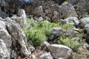 purely-wild-extra-power-oregano-oil-liqu-6.jpg