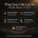 zyva-nad-pro-1200-high-dose-direct-nad-p-4.jpg