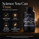 zyva-nad-pro-1200-high-dose-direct-nad-p-5.jpg
