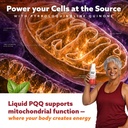 17oz-80mg-liquid-pqq-superior-highly-abs-2.jpg