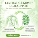 greenpeople-lymphatic-drainage-kidney-su-2.jpg