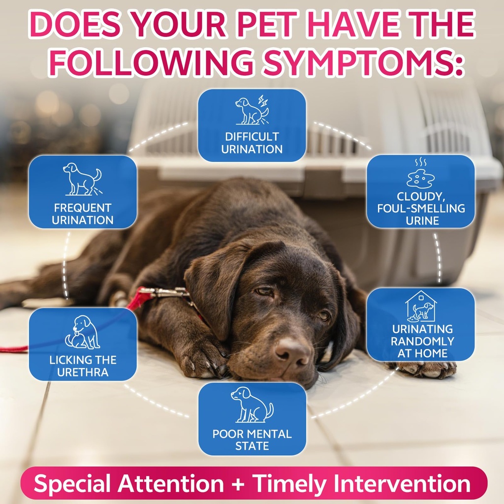 cat-dog-natural-urinary-tract-infection--3.jpg