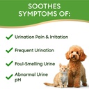 dog-uti-treatment-cat-urinary-tract-infe-4.jpg