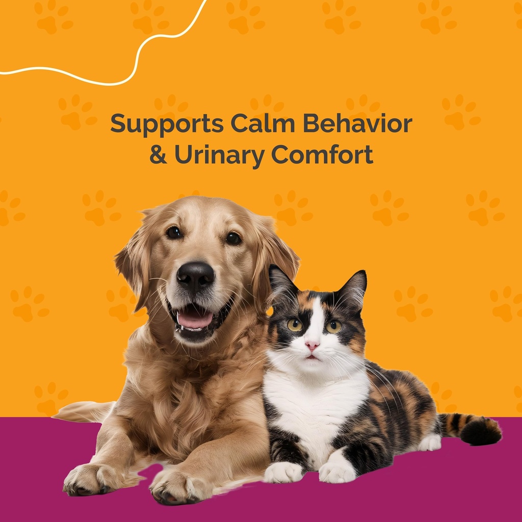 urinary-tract-infection-care-for-cat-dog-6.jpg