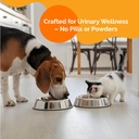 urinary-tract-infection-care-for-cat-dog-5.jpg