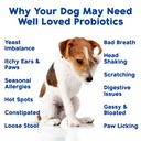 probiotics-for-dogs-dog-probiotics-made--3.jpg