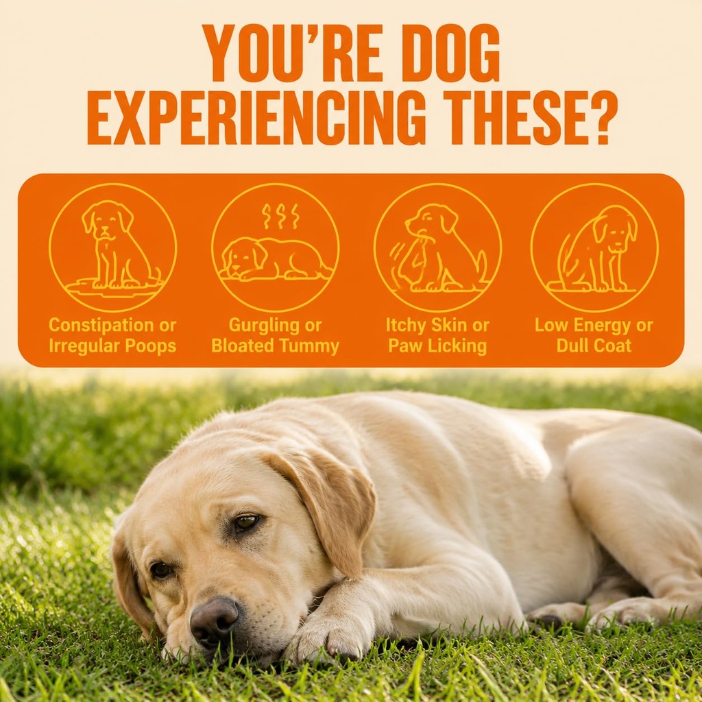 probiotics-for-dogs-support-gut-health-y-2.jpg