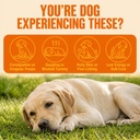 probiotics-for-dogs-support-gut-health-y-2.jpg