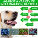 antibiotics-for-dogs-natural-dog-antibio-3.jpg