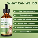 dog-antibiotics-for-infections-natural-h-4.jpg