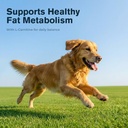 lipoma-treatment-for-dogs-l-carnitine-mu-5.jpg