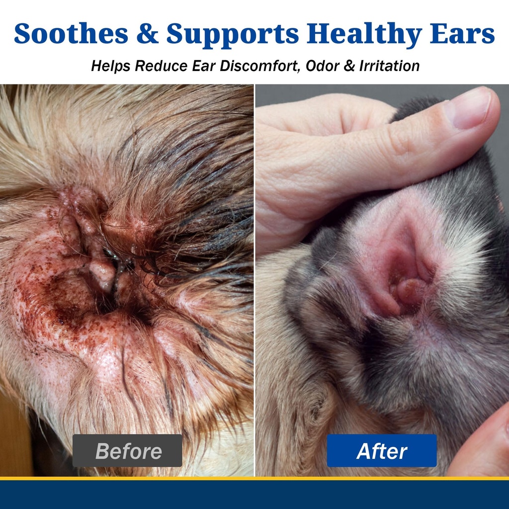 yeast-infection-treatment-for-dogs-dog-e-3.jpg