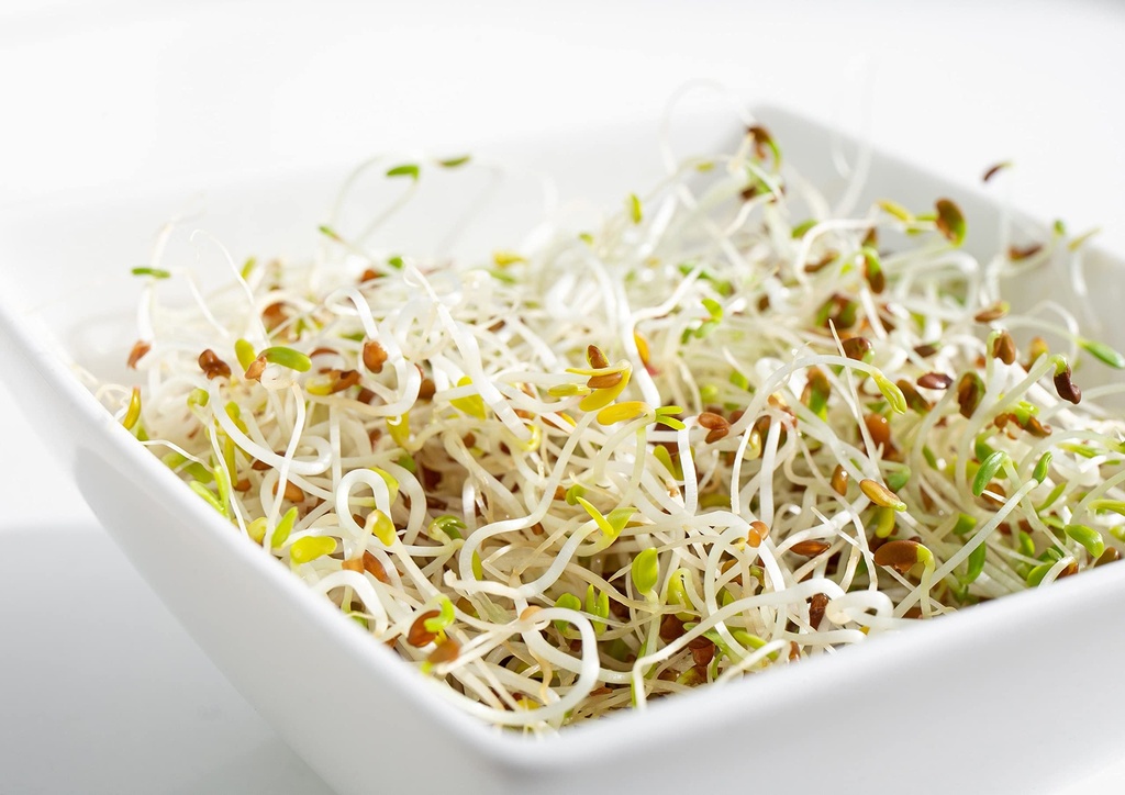 food-to-live-organic-alfalfa-sprouting-s-6.jpg