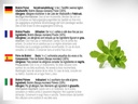 dr-wakde-s-brahmi-powder-bacopa-monniera-5.jpg