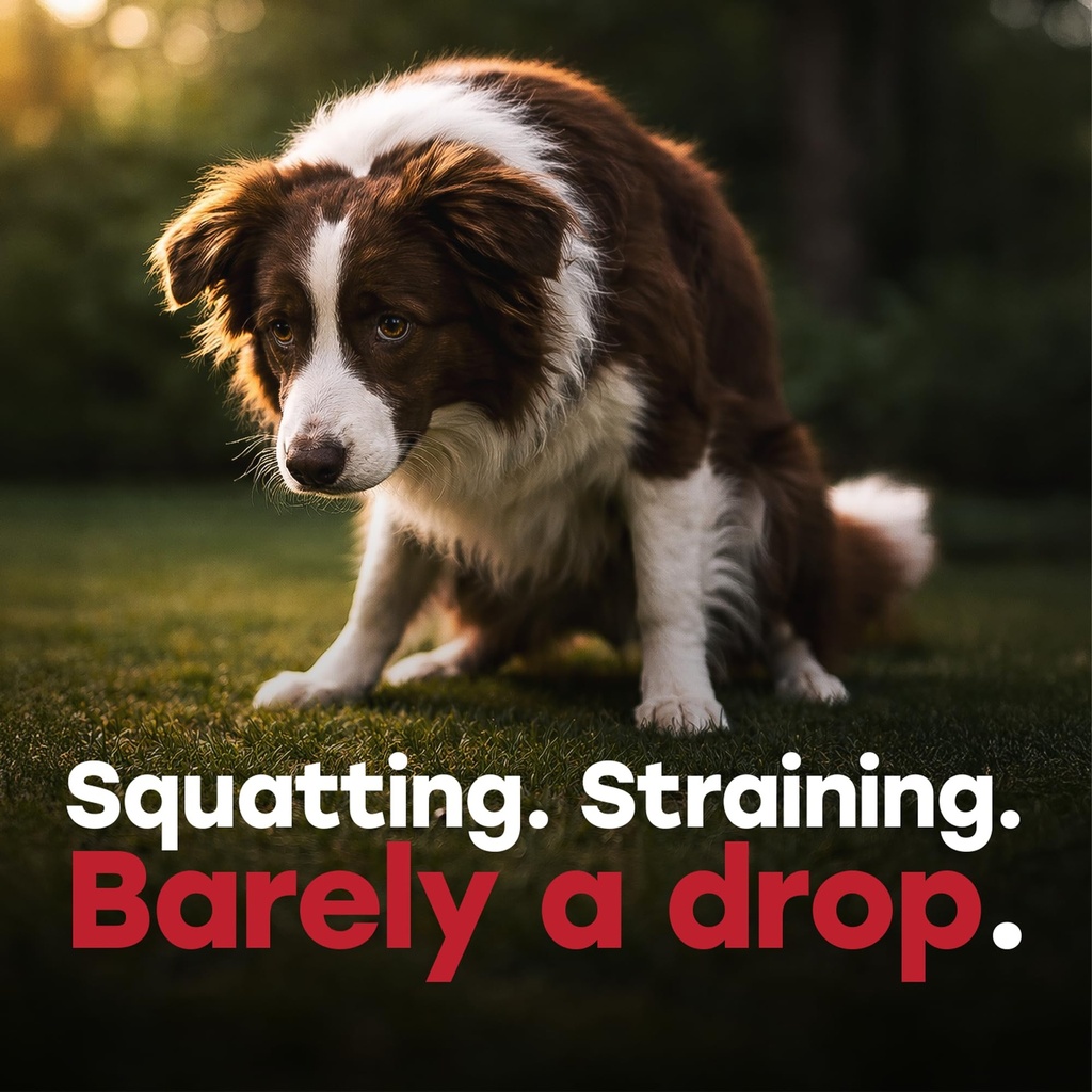 urinary-tract-supplement-for-dogs-cranbe-2.jpg