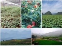 100-natural-yunnan-sanqi-notoginseng-pow-6.jpg