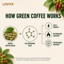 lovita-green-coffee-bean-extract-standar-4.jpg